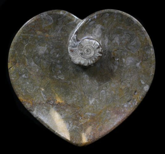 Bargain, Heart Shaped Fossil Goniatite Dish #36283